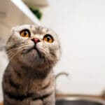 Cara Merawat Kucing Kampung Mudah